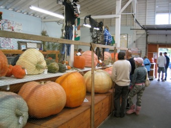 And these AREN'T the giant pumpkins!