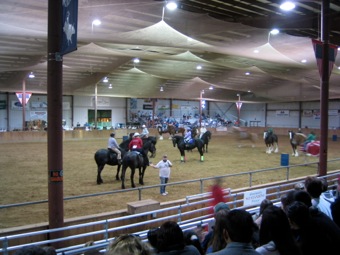 Big horses, little barrels