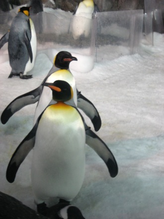 Penguins at Kelly Tarlton's Underwater World and Antarctic Experience