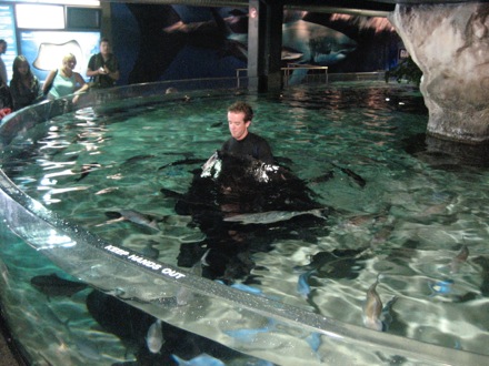 Feeding the mantas