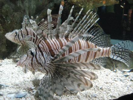 Lionfish