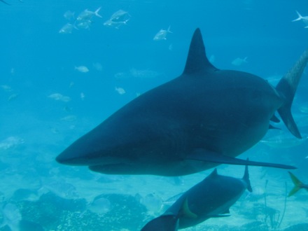 Fortunately, the only sharks we saw were behind glass