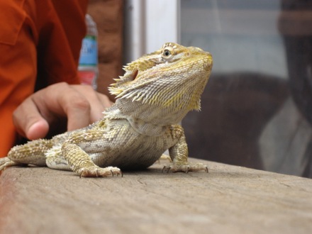 Bearded dragon