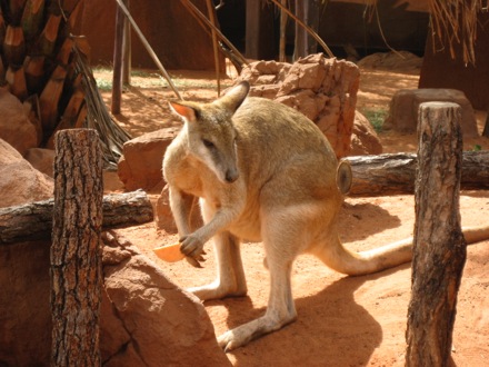 Big wallaby