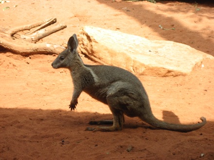 Little wallaby