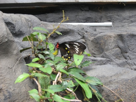 Butterflies aren't quite as pretty up close