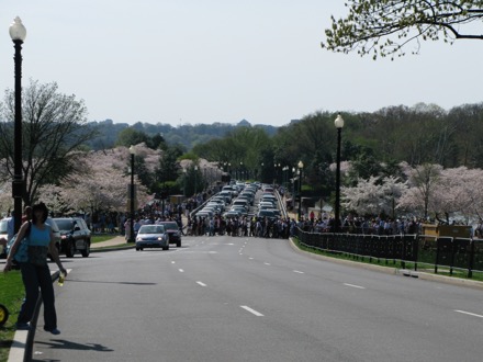 Crowds heading toward the Tidal Basin