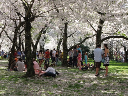 Showers of petals in the breeze