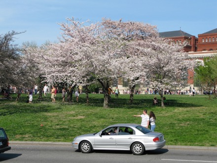 This guy's going to spend hours cleaning the petals out of his car