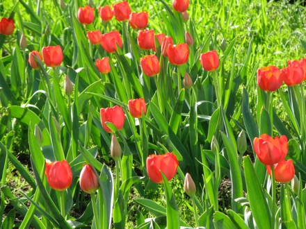 Tulips