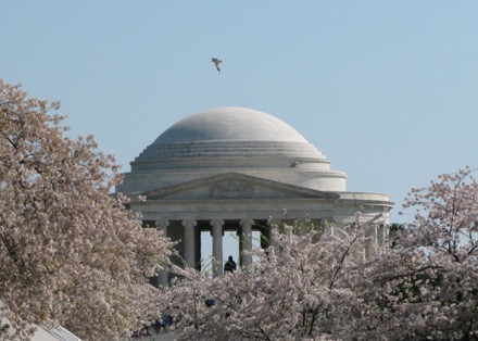 The birds go to Jefferson