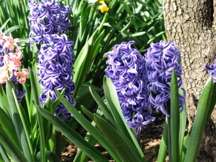 Hyacinths