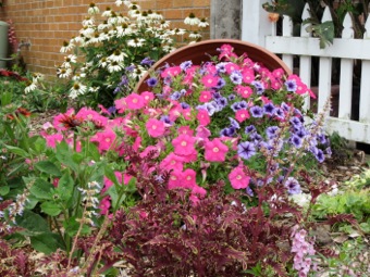 Petunias pouring out