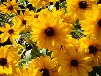 Black Eyed Susans