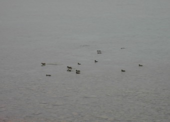 Baby loon scoots across the water