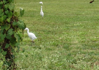 Cattle Egret