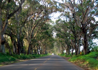 Tree tunnel