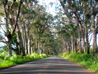 Tree tunnel