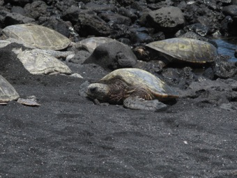 Turtles on black sand beach