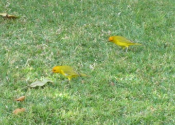 Saffron Finch