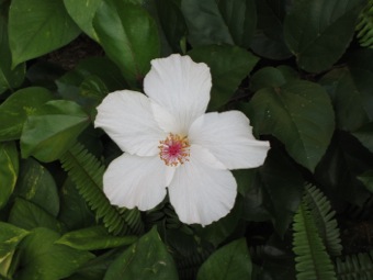 White hibiscus