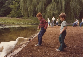 Swan attack