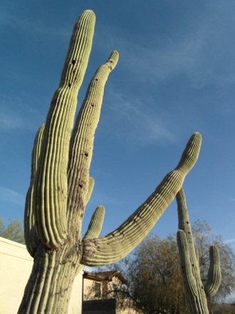 Cactus in front of the house