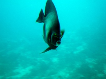 Reef Butterfly fish came right up to the window