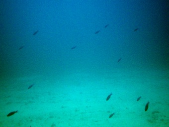 Raining Purple Parrotfish