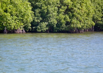 Roots go straight into the water