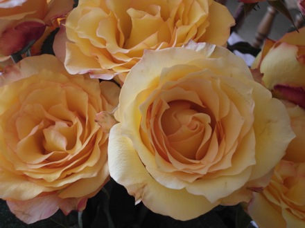 yellow roses