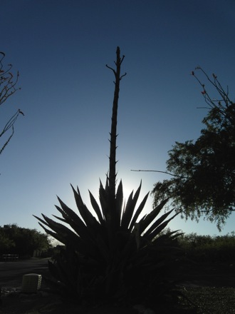 sunset behind the century plant