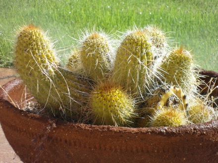 back yard potted cactus