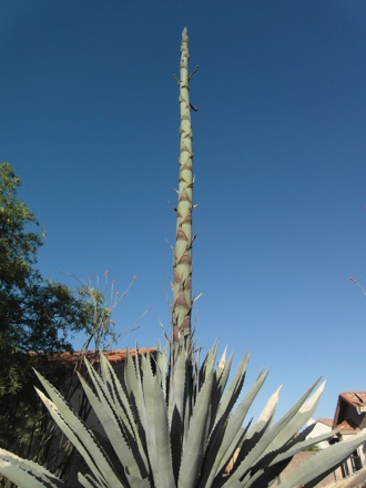 Century Plant (Agave) bloomin in Blatt front yard