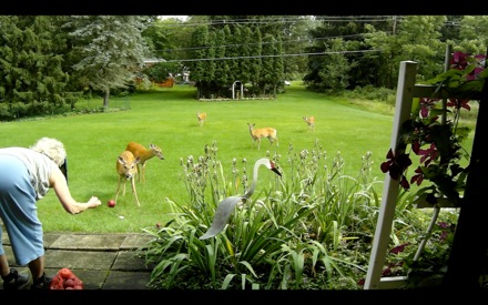 Mom feeding apples to deer (2) 2014-07-13