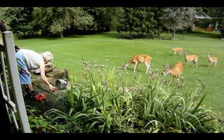 Mom feeding apples to deer 2014-07-13