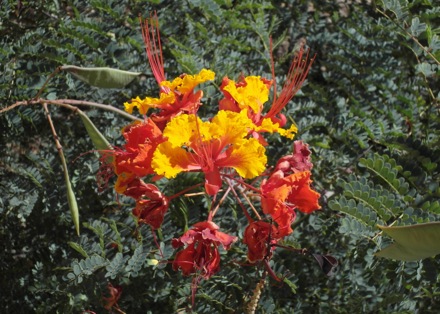 red bird of paradise