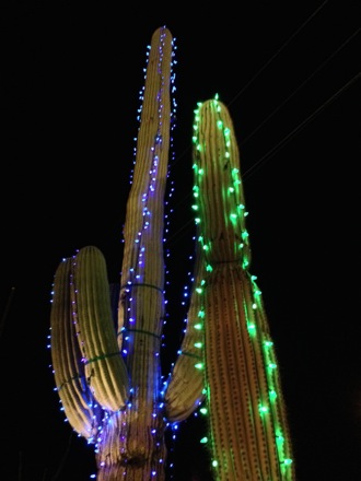 lit cactus