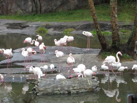 Flamingos