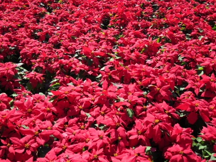 Beautiful poinsettias all around the hotel