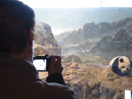 Photographing the baby panda