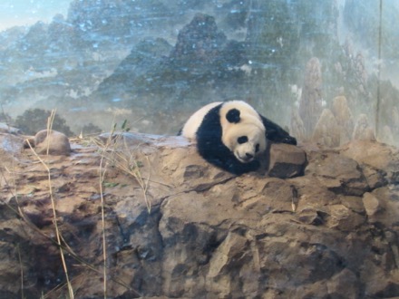 Bao Bao