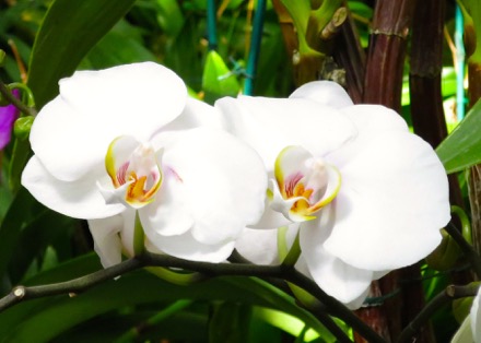 Orchids