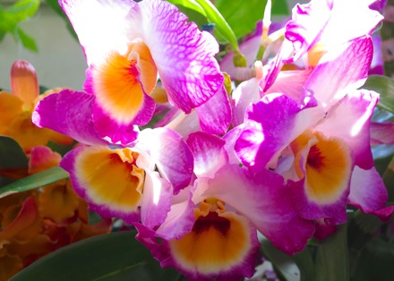 Orchids