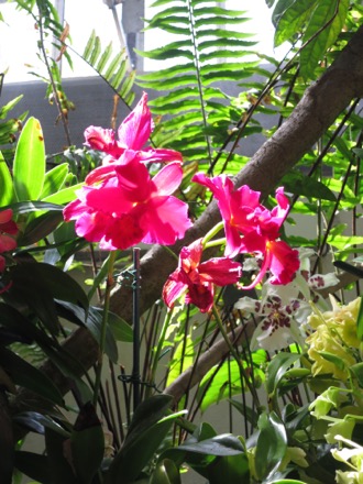 Orchids