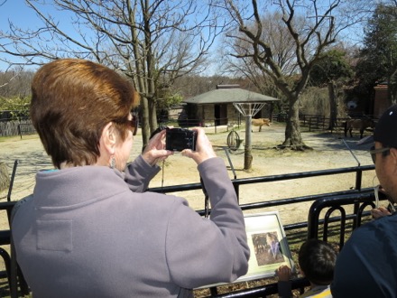 Photographing fancy horse