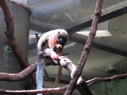 Tamarin