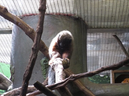 Tamarin