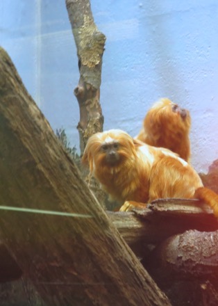 Golden lion tamarin