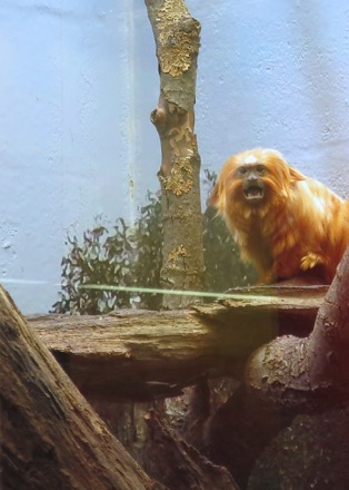 Golden lion tamarin